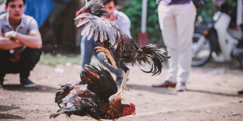 Gắn cựa dao cho gà chiến trước trận đá gà Philippines